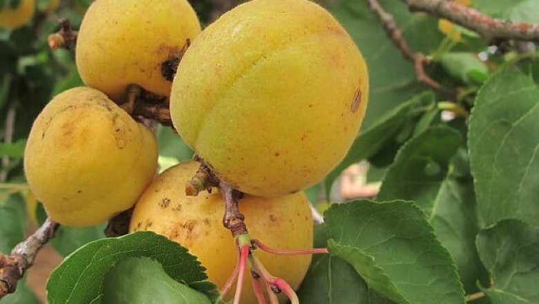 Cây Mơ. Prunus armeniaca L. - Cây Thuốc Nam Quanh Ta